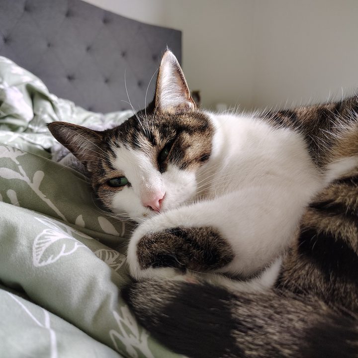 A photo of a white and brown cat laying on a bed, taken with the Moto G Stylus 5G (2024).