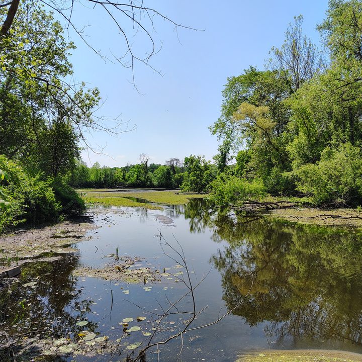 A photo of a stream surrounded by trees, taken with the Moto G Stylus 5G (2024).