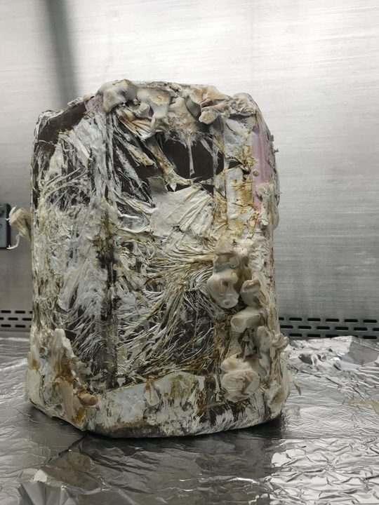 A stool constructed out of mycelia after two weeks of growth. The next step is a baking process process that leads to a clean and functional piece of furniture.