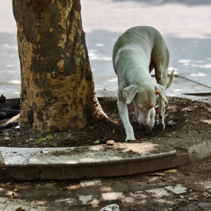 White dog digging up earth under a tree clicked using Vivo X Fold 3 Pro with Zeiss cameras.