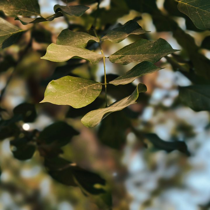Branches with leaves in New Delhi, India clicked using Vivo X Fold 3 Pro with Zeiss cameras.