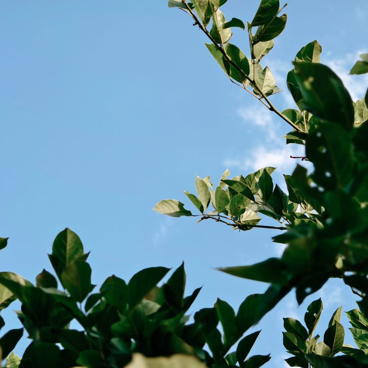 A tree's leaves against blue sky in New Delhi, India clicked using Vivo X Fold 3 Pro with Zeiss cameras.