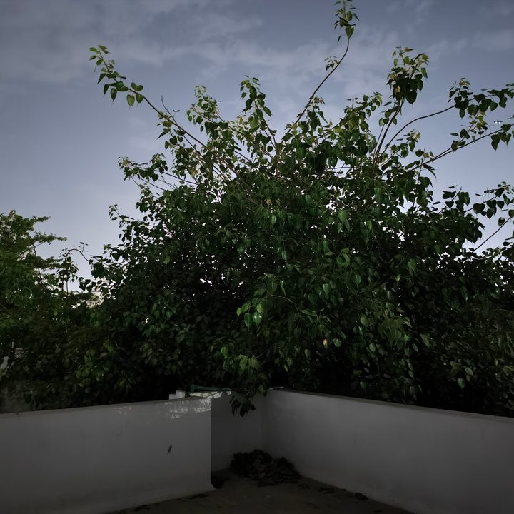 Branches of a sacred fig tree captured at night using the Vivo X Fold 3 Pro's Zeiss cameras.