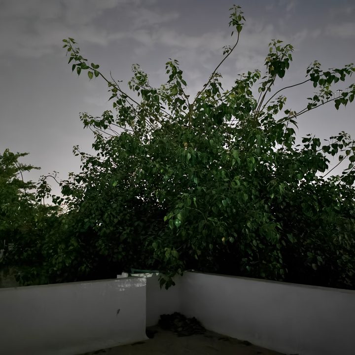Branches of a sacred fig tree captured at night using the Vivo X Fold 3 Pro's Zeiss cameras.