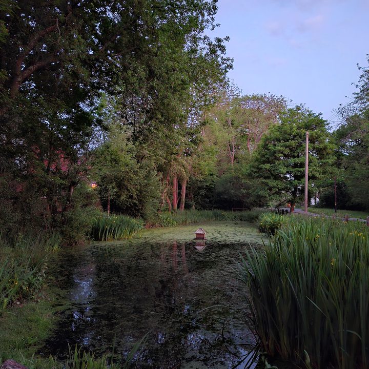 A photo taken with the Samsung Galaxy A55.