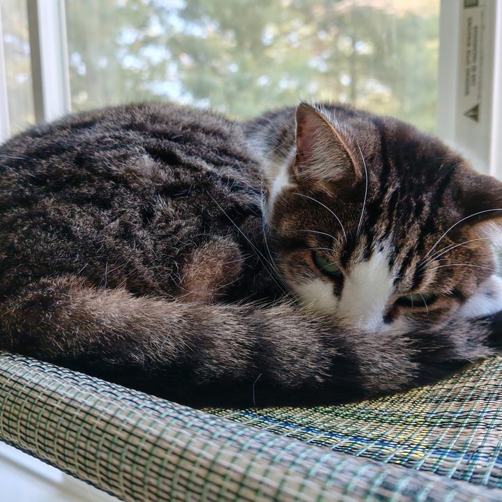 A photo of a brown and white striped cat, taken with the Honor 200 Pro.