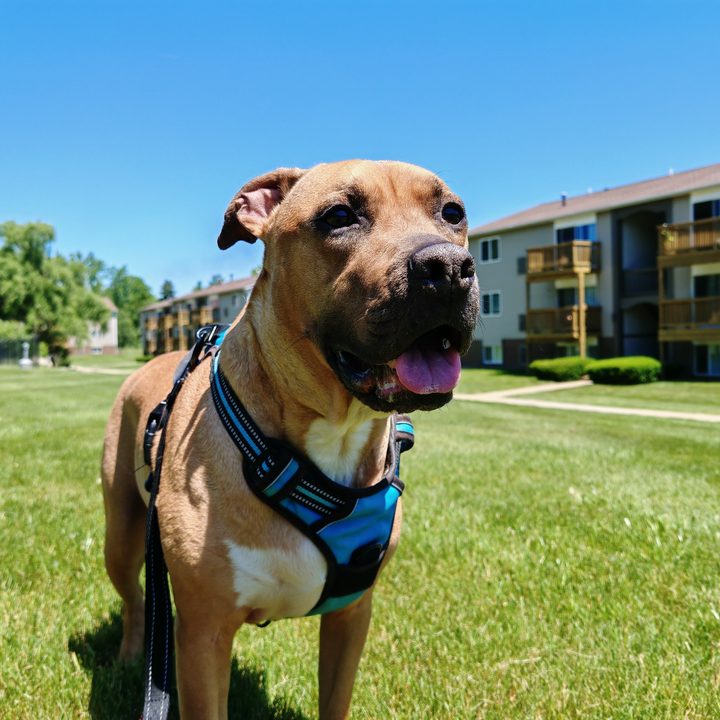 A photo of a dog outside, taken with the Honor 200 Pro.