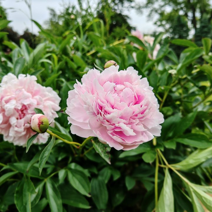 A photo of pink flowers, taken with the Honor 200 Pro.