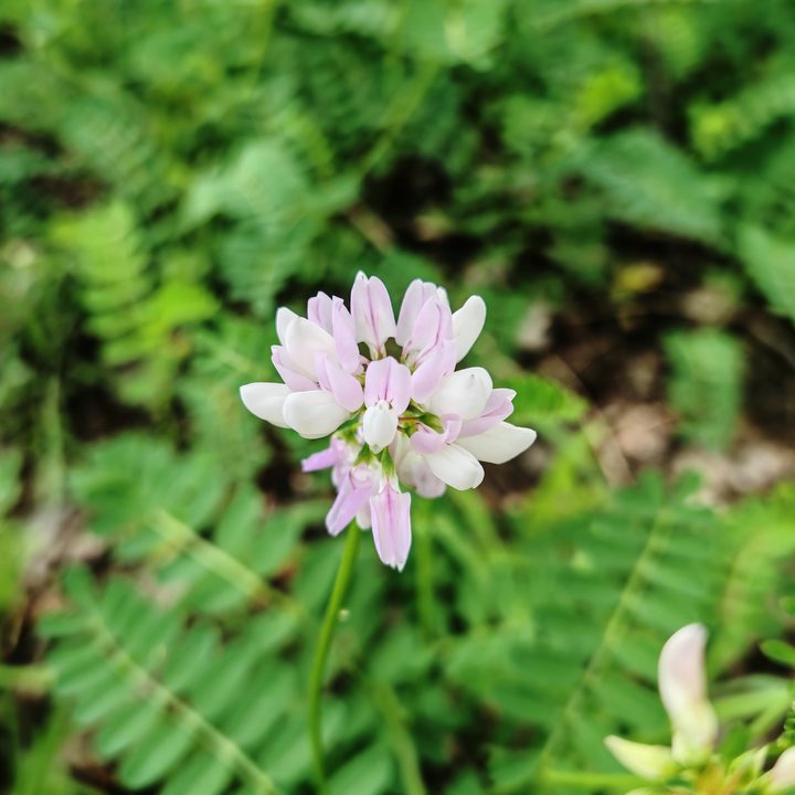A close-up photo of a small pink and white flower, taken with the Honor 200 Pro.