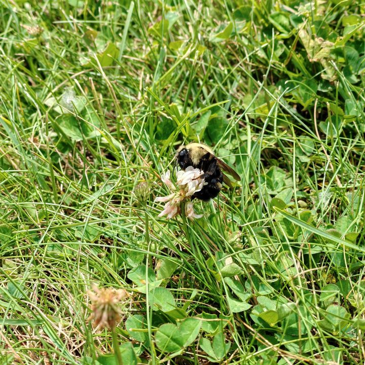 A photo of a bumblebee, taken with the Honor 200 Pro.