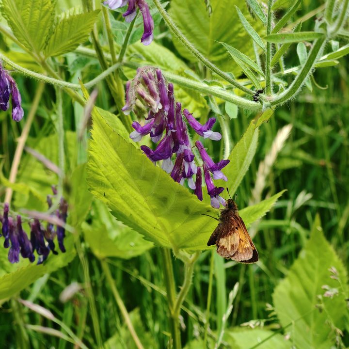 A photo of a brown moth on a small plant, taken with the Honor 200 Pro.