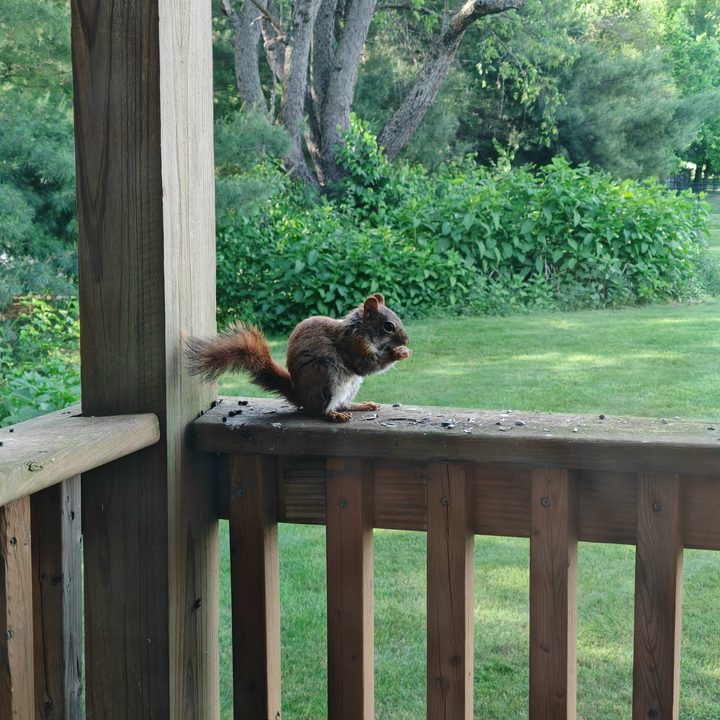 A photo of a squirrel on a patio railing, taken with the Honor 200 Pro.