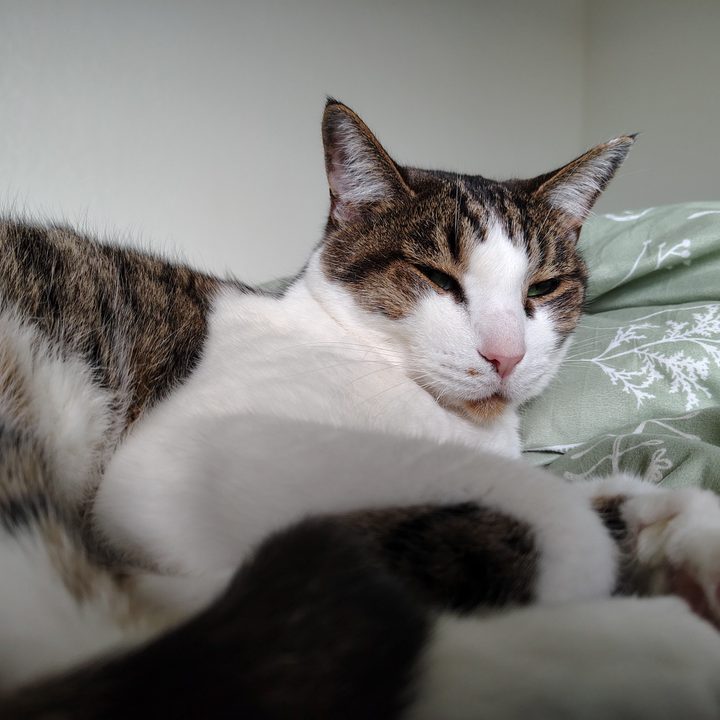 Photo of a white and brown striped cat laying on a bed, taken with the Motorola Edge (2024).