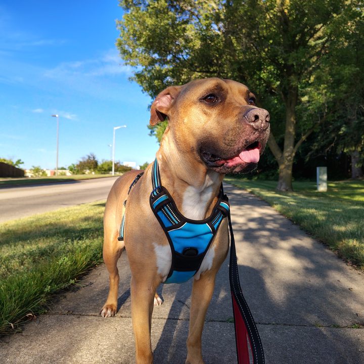 Photo of a pit bull/boxer mix outside on a sidewalk, taken with the Motorola Edge (2024).