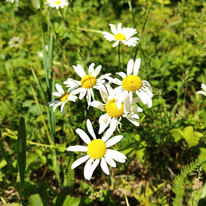 Photo of white and yellow flowers, taken with the Motorola Edge (2024).