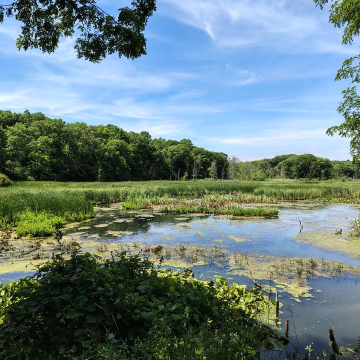 Photo of a lake near a nature trail, taken with the Motorola Edge (2024).