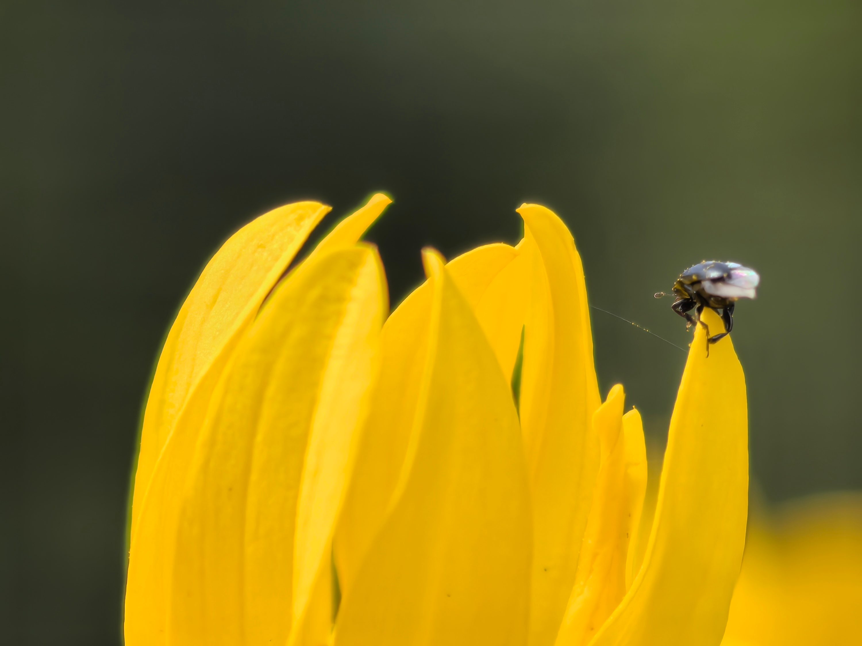 A photo taken with the Huawei Pura 70 Ultra's Super Macro mode.