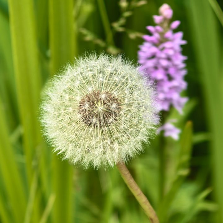 A photo taken with the Huawei Pura 70 Ultra's main camera.