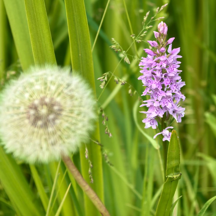 A photo taken with the Huawei Pura 70 Ultra's main camera.