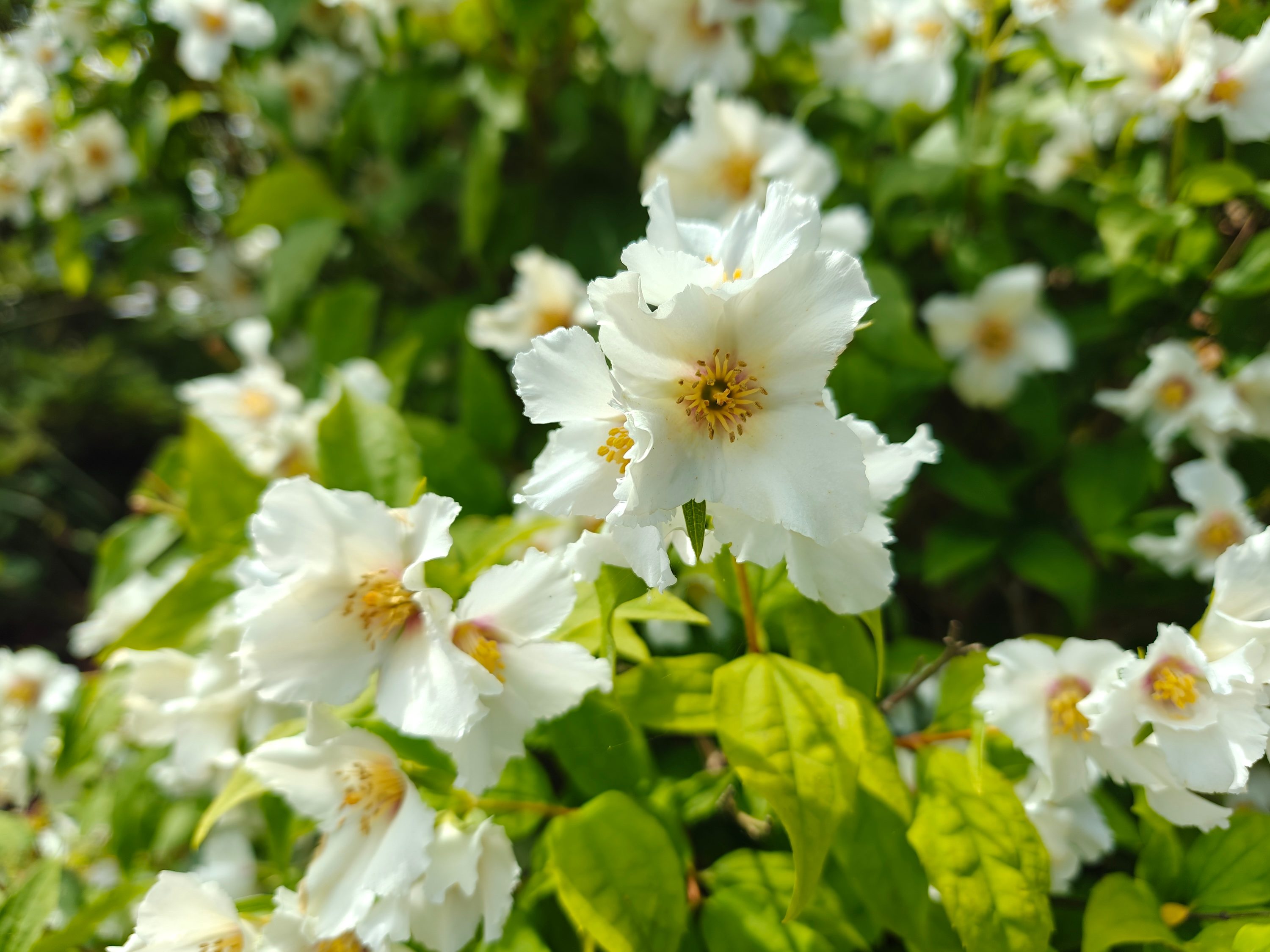 A photo taken with the Realme GT 6's main camera.