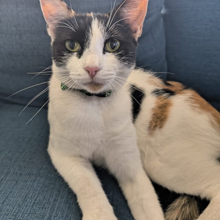 Cat taken with a Motorola Razr 2024.
