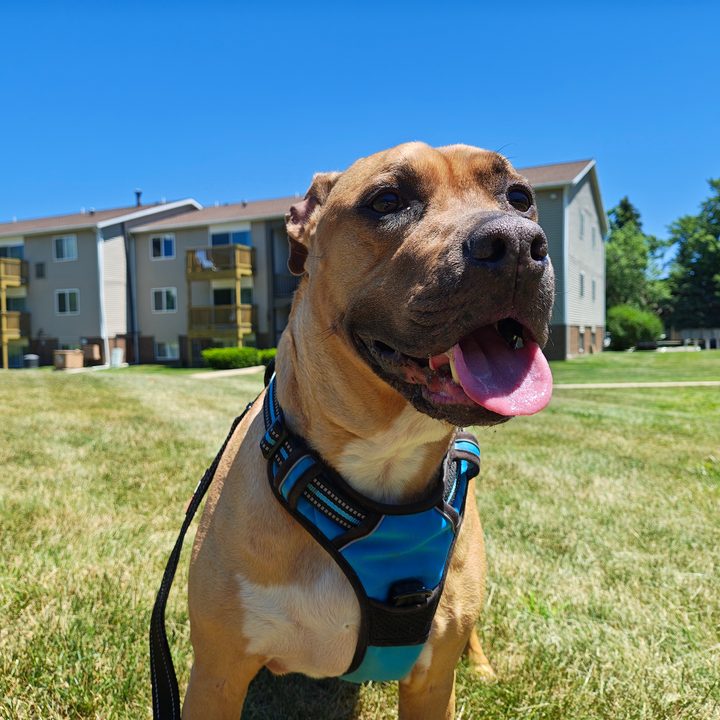 A photo of a brown dog outside, taken with the Motorola Razr Plus 2024.