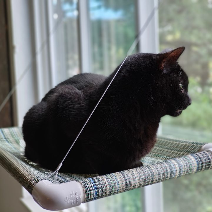 A photo of a black at sitting on a hammock on a window, taken with the Motorola Razr Plus 2024.