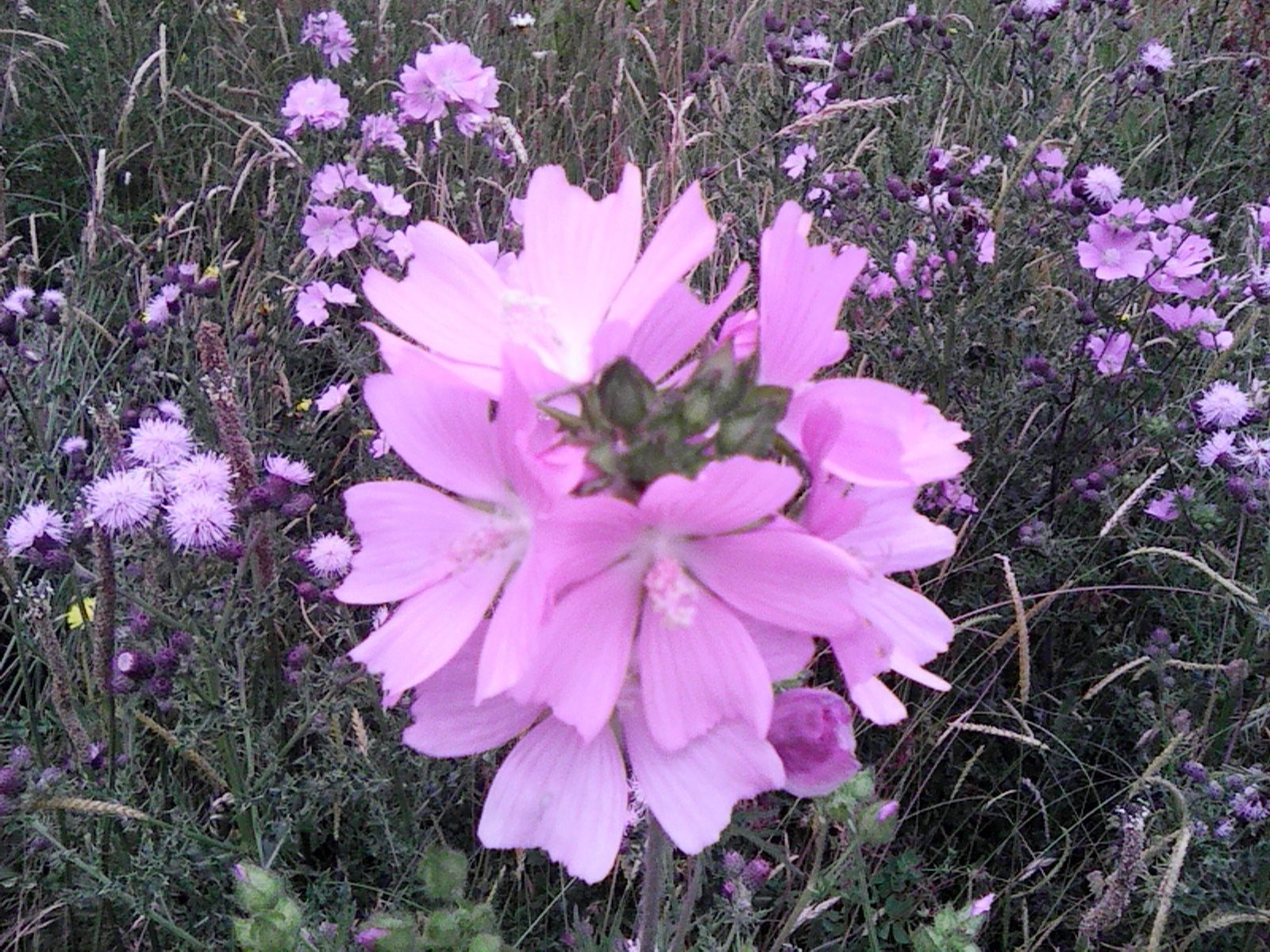 A photo taken with the Nokia 3210's 2MP camera.