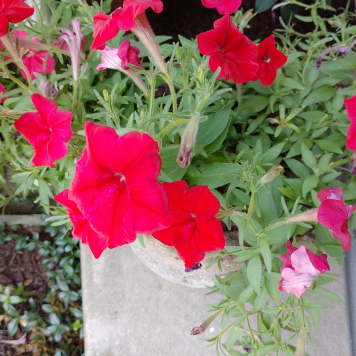 T-Mobile REVVL 7 PRO 5G example photo-taking.