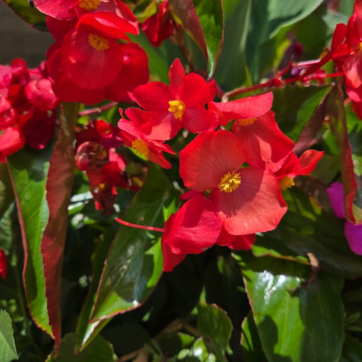 A photo of bright red flowers, taken with the Samsung Galaxy Z Flip 6.