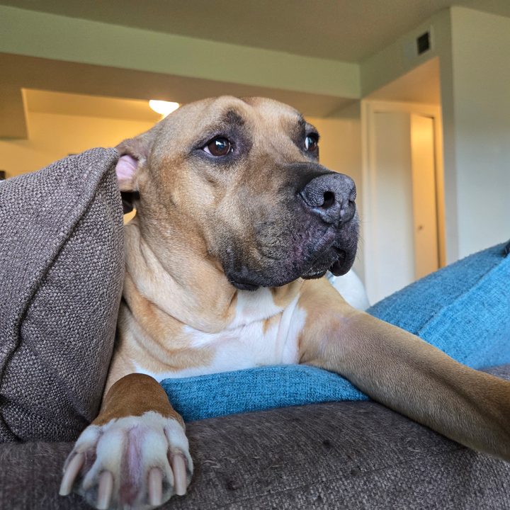 A photo of a pit bull/boxer mix sitting on a gray couch, taken with the Samsung Galaxy Z Flip 6.