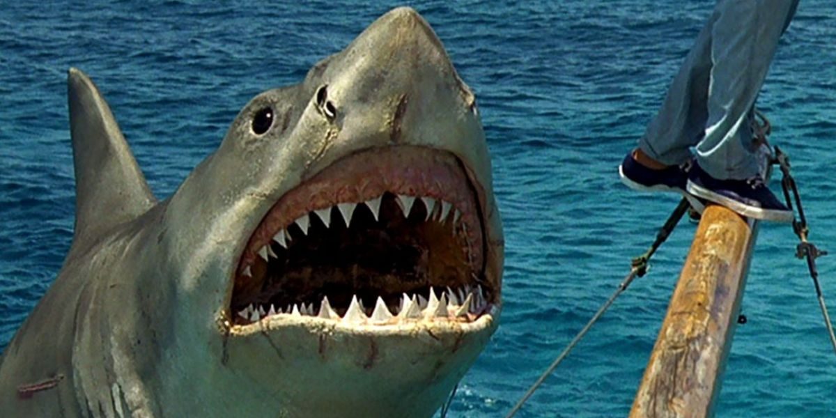 The shark in "Jaws: The Revenge."