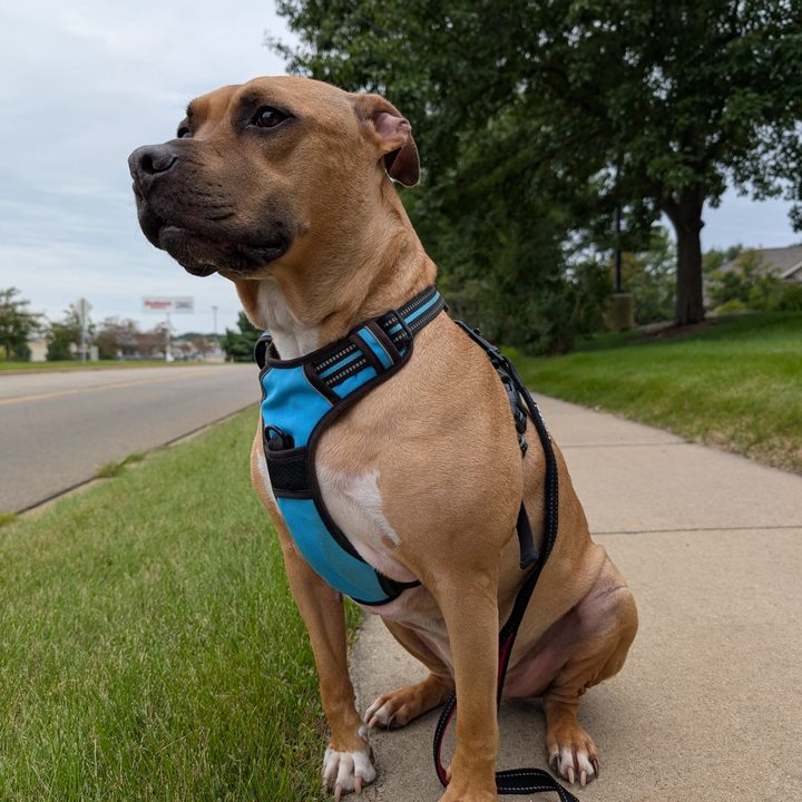A photo of a pit bull sitting outside on a sidewalk, taken with the Google Pixel 9 Pro XL.