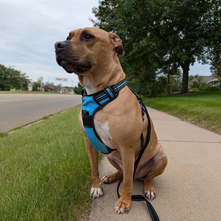 A photo of a pit bull sitting outside on a sidewalk, taken with the Google Pixel 9 Pro XL.