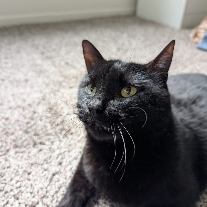 A photo of a black cat, taken with the Google Pixel 9 Pro XL.