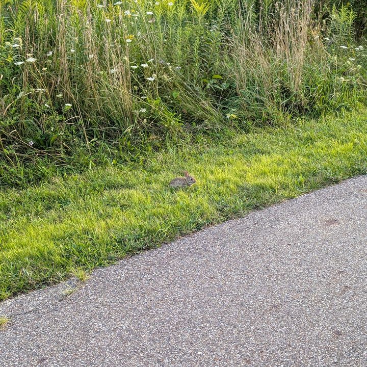 A photo of a small rabbit outside, taken with the Google Pixel 9 Pro XL.