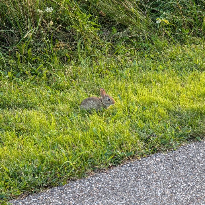 A photo of a small rabbit outside, taken with the Google Pixel 9 Pro XL.