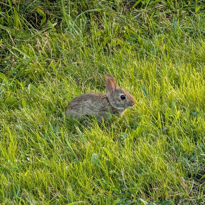 A photo of a small rabbit outside, taken with the Google Pixel 9 Pro XL.