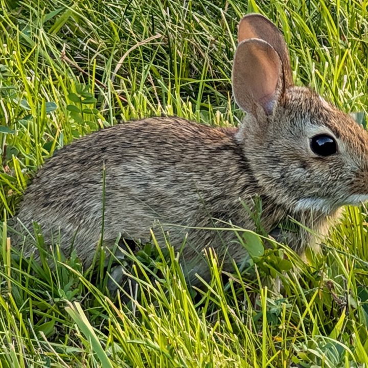 A photo of a small rabbit outside, taken with the Google Pixel 9 Pro XL.