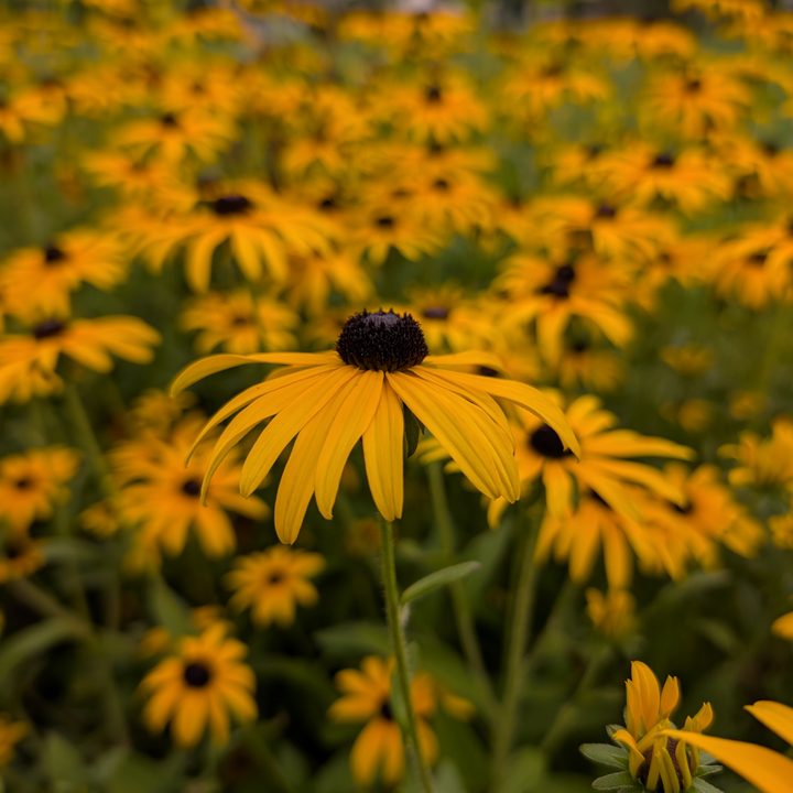 A photo of yellow and black flowers, taken with the Google Pixel 9 Pro XL.