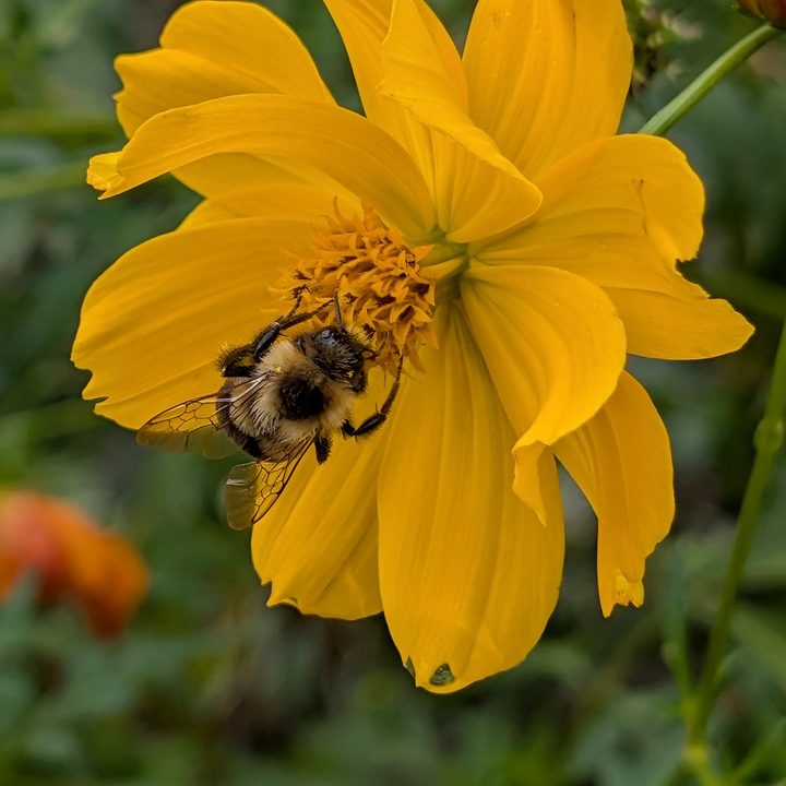 A photo of a bumblebee on a yellow flower, taken with the Google Pixel 9 Pro XL.