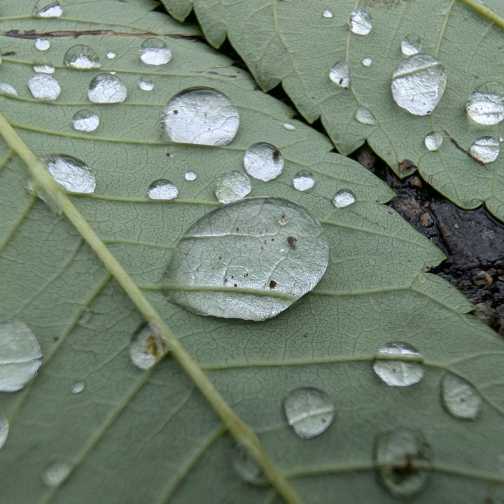 A macro photo of water droplets on a leaf, taken with the Google Pixel 9 Pro XL.