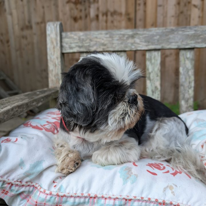 A photo taken with the Google Pixel 8's main camera.