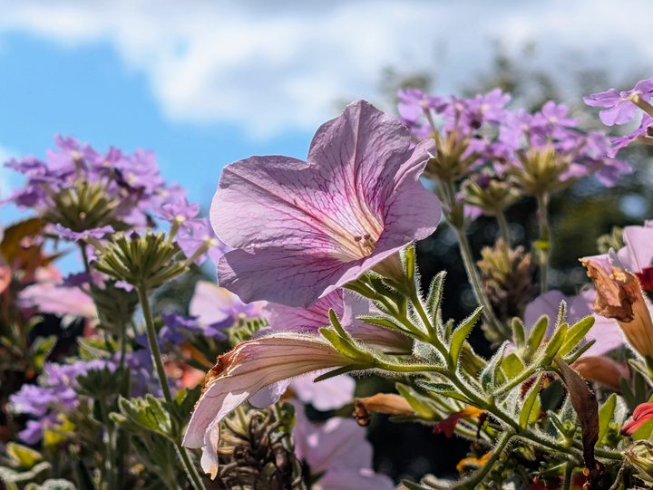 A photo taken with the Google Pixel 9 Pro's 5x camera.