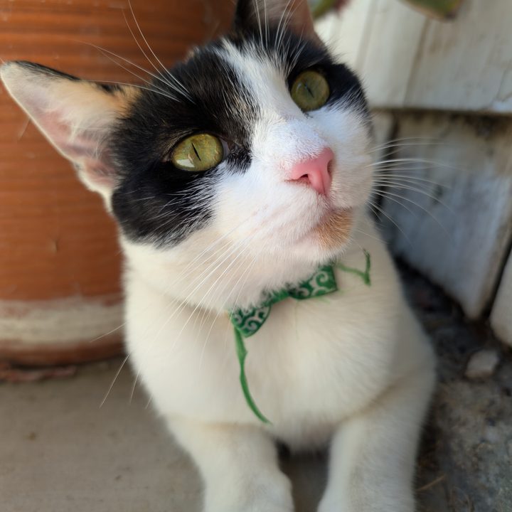 Photo of cat taken with Google Pixel 9 Pro.