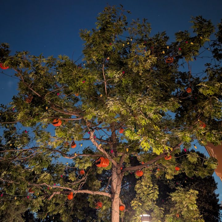 Halloween tree in Frontierland taken with Google Pixel 9 Pro.