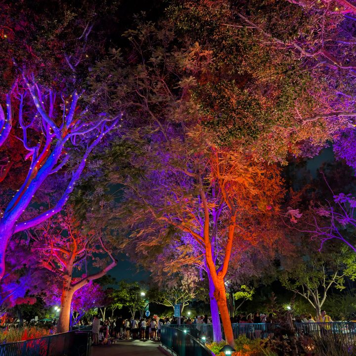 Trees with lights taken with Google Pixel 9 Pro.