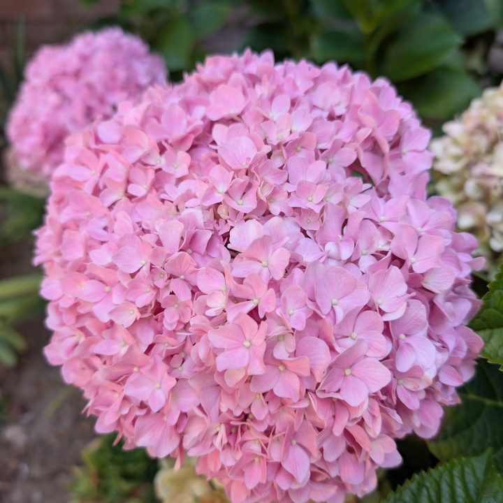 Pink hydrangeas taken with Google Pixel 9 Pro.