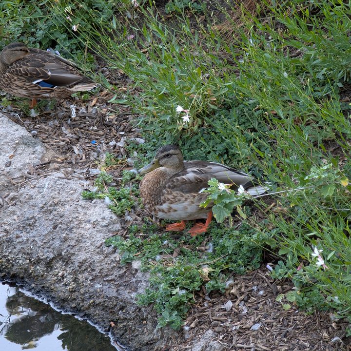 Duck taken with Google Pixel 9 Pro.