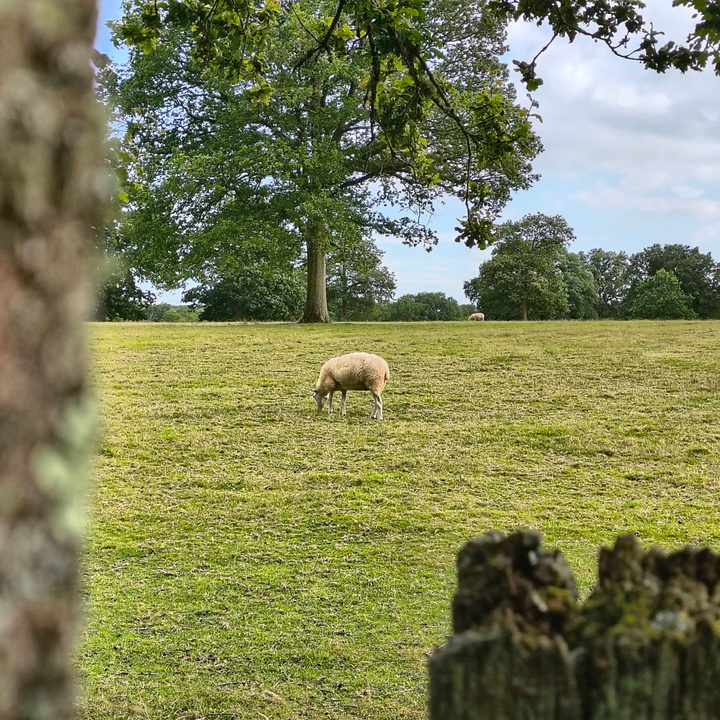 A photo taken with the Motorola Razr 2024's 2x zoom.